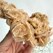 Ladda upp bild till gallerivisning, Desert Rose on a stand, #3