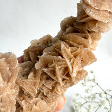 Ladda upp bild till gallerivisning, Desert Rose on a stand, #3