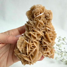 Load image into Gallery viewer, Desert Rose on a stand, #4