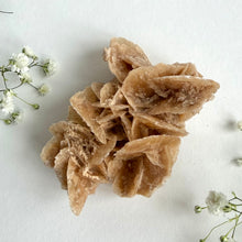 Load image into Gallery viewer, Desert Rose on a stand, #6