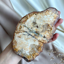 Load image into Gallery viewer, Petrified Wood Slice #3