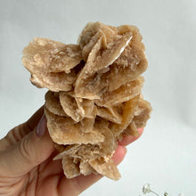 Load image into Gallery viewer, Desert Rose on a stand, #6