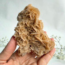 Load image into Gallery viewer, Desert Rose on a stand, #4