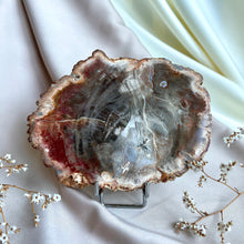 Load image into Gallery viewer, Petrified Wood Slice #1