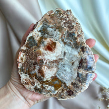 Load image into Gallery viewer, Petrified Wood Slice #4