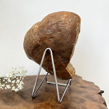 Load image into Gallery viewer, Petrified Wood Slab 1520 g