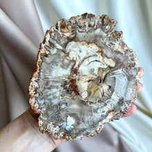 Load image into Gallery viewer, Petrified Wood Slice #2