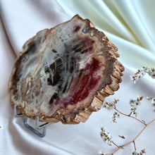 Load image into Gallery viewer, Petrified Wood Slice #1