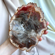 Load image into Gallery viewer, Petrified Wood Slice #1