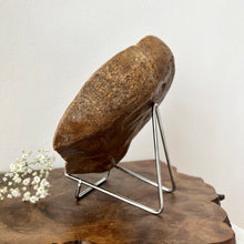 Load image into Gallery viewer, Petrified Wood Slab 1520 g