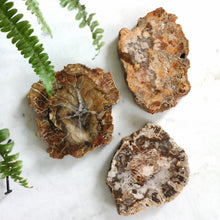 Ladda upp bild till gallerivisning, Förstenad träplatta