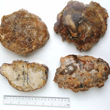 Ladda upp bild till gallerivisning, Förstenad träplatta