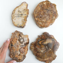 Ladda upp bild till gallerivisning, Förstenad träplatta