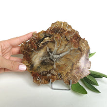 Ladda upp bild till gallerivisning, Förstenad träplatta