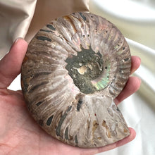 Ladda upp bild till gallerivisning, Ammonit, stor (en halv) #3