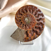 Ladda upp bild till gallerivisning, Ammonit, stor (en halv) #3