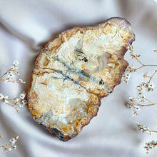Load image into Gallery viewer, Petrified Wood Slice #3
