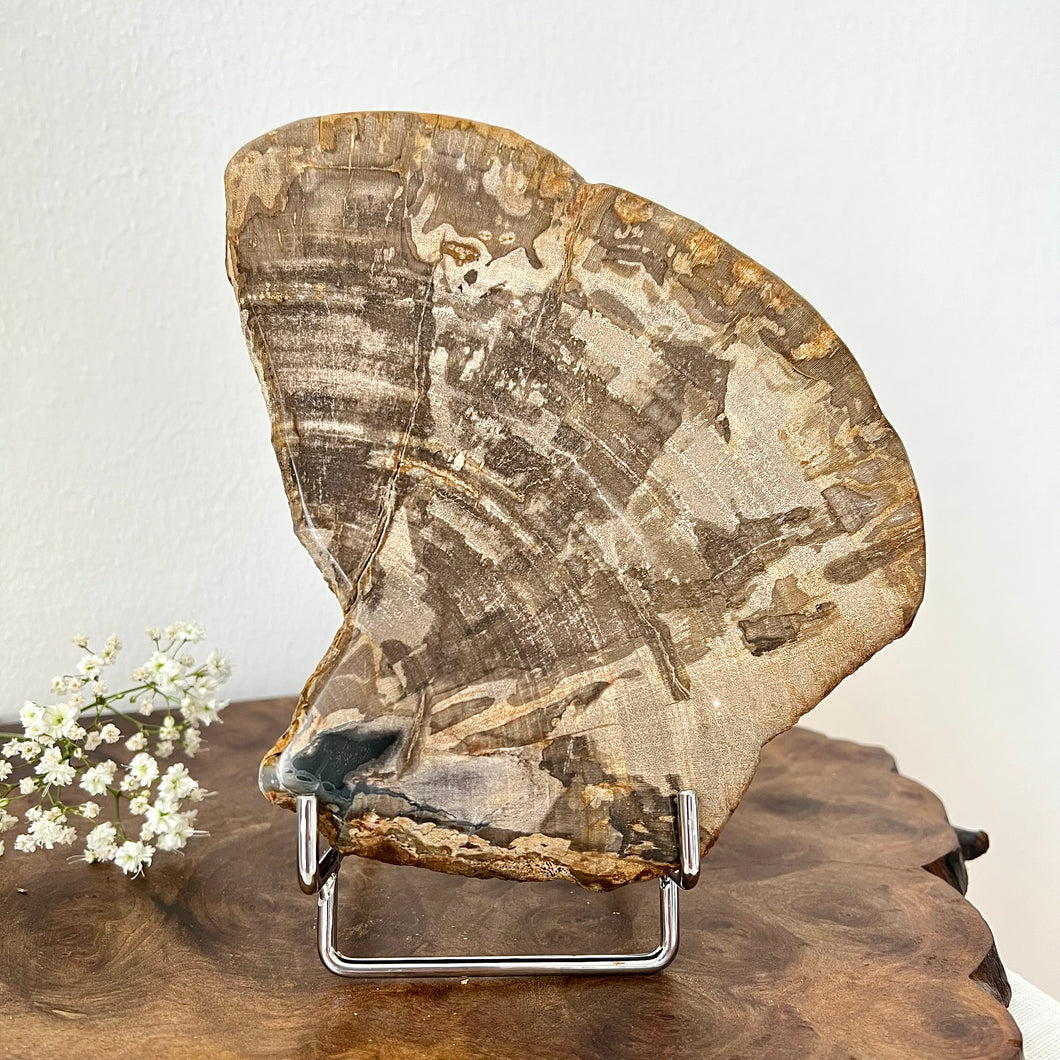 Petrified Wood Slab 1520 g
