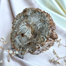 Load image into Gallery viewer, Petrified Wood Slice #2
