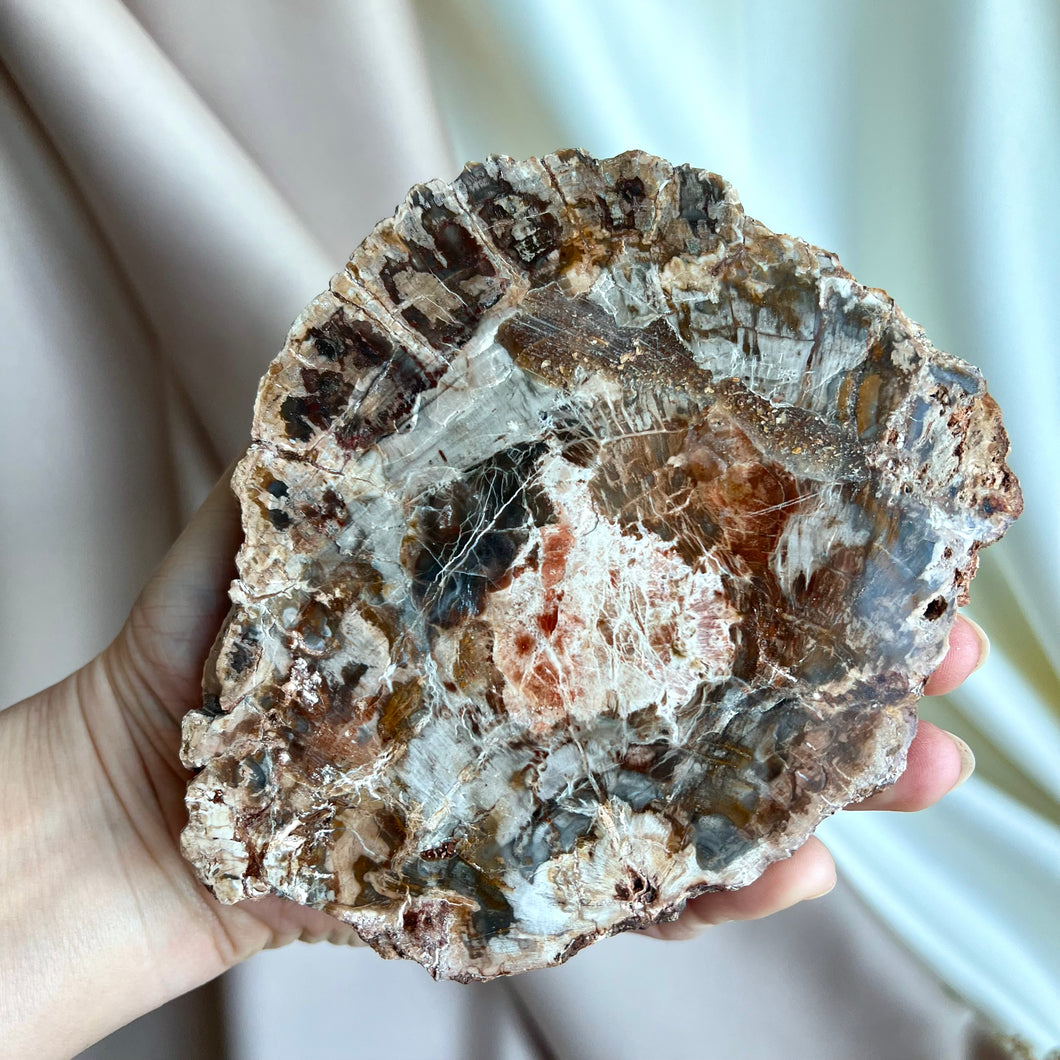 Petrified Wood Slice #4