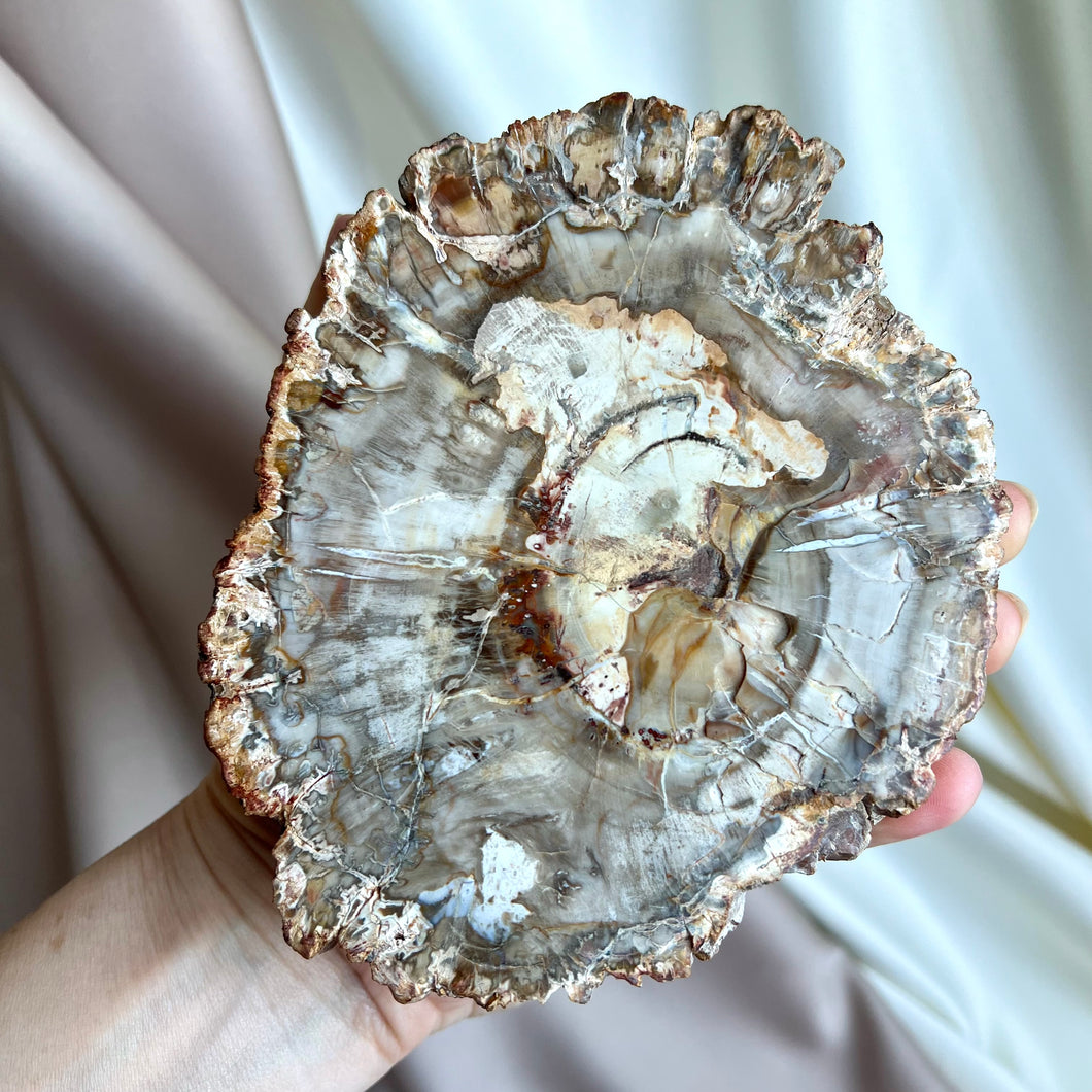 Petrified Wood Slice #2
