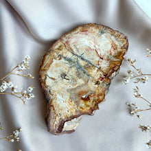 Load image into Gallery viewer, Petrified Wood Slice #3
