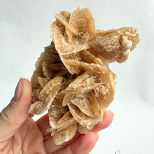 Load image into Gallery viewer, Desert Rose on a stand, #6
