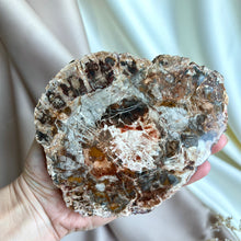 Load image into Gallery viewer, Petrified Wood Slice #4
