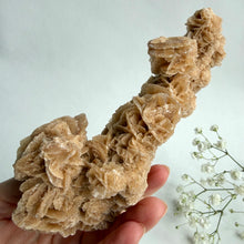 Load image into Gallery viewer, Desert Rose on a stand, #3
