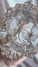 Load and play video in Gallery viewer, Petrified Wood Slice #2
