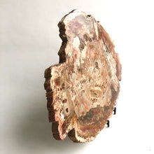 Load image into Gallery viewer, Petrified Wood Slab, XL
