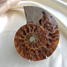 Load image into Gallery viewer, Ammonite, Large (one half) #4
