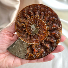 Load image into Gallery viewer, Ammonite, Large (one half) #3
