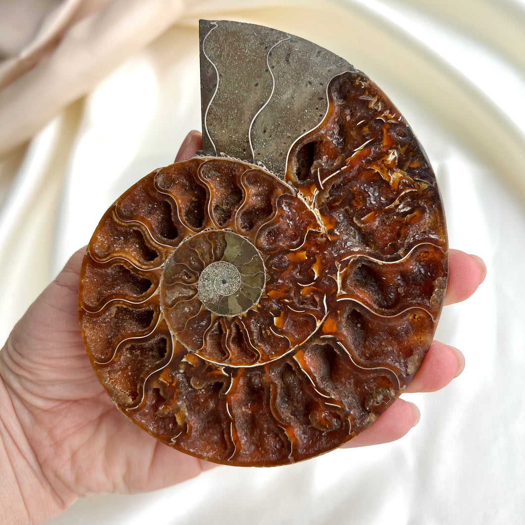 Ammonite, Large (one half) #4